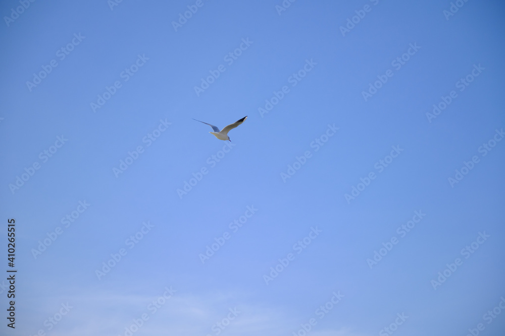 Huge seagull is flying on the bright and blue sky in Golyazi. Bursa.