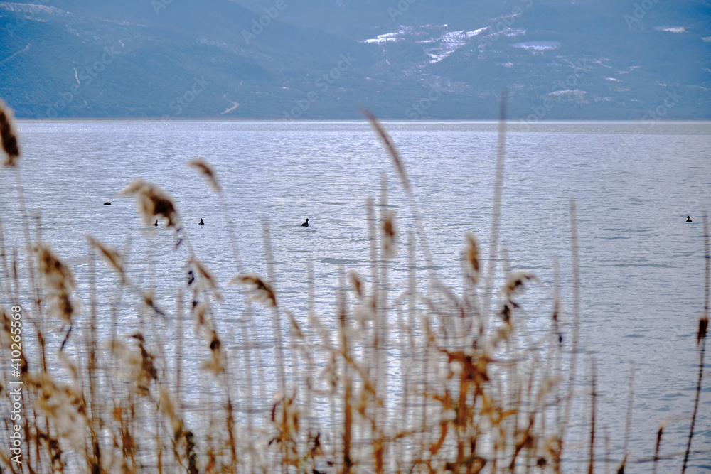 The lake of Uluabat in Golyazi after dried plants and swimming of ducks on the lake with huge mountain background.
