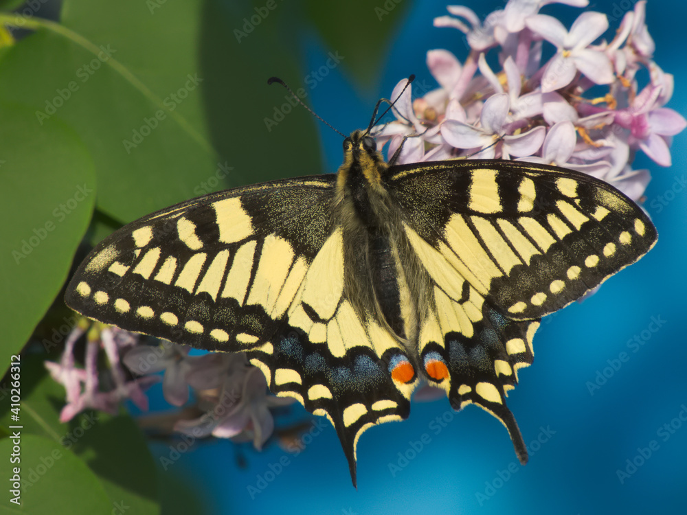 Fototapeta premium Swallowtail butterfly on lilac inflorescence