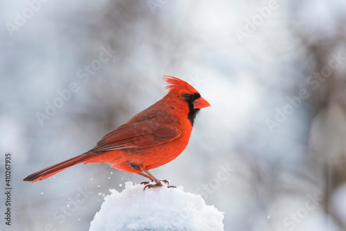 Fototapete Male  northern cardinal (Cardinalis cardinalis) in winter