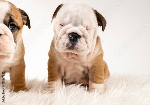 Two English Bulldog puppies sitting on rug