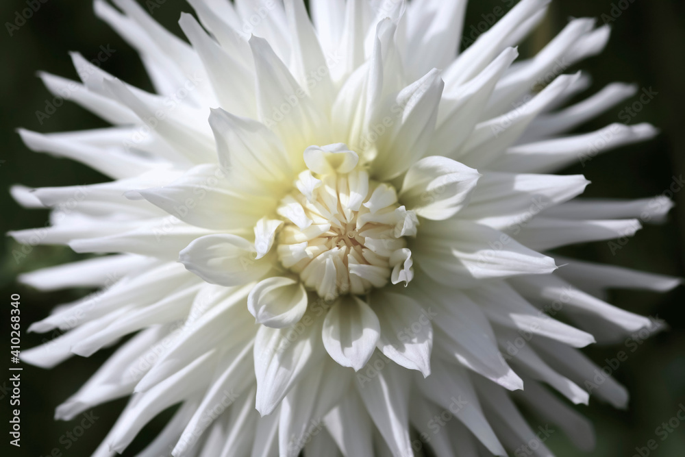 Head of white blooming dahlia flower