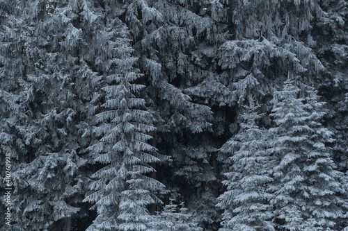 Fir tree covered in snow at forest