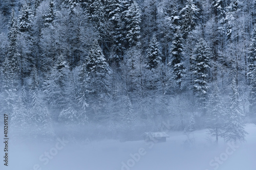 Snow covered trees in forest during foggy weather photo