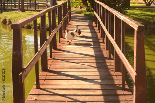 Fototapeta Naklejka Na Ścianę i Meble -  Ducks in the bridge