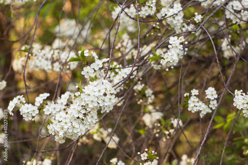 Spring bloom, blossom, white flowers on cherry tree branches. Bokeh abstract background