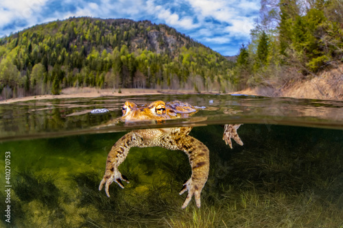 Common toad (bufo bufo) floating in Weitsee lake