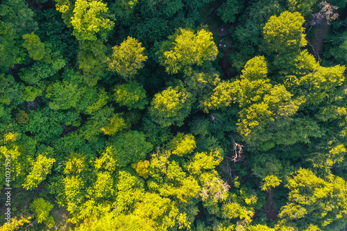 Wald von oben