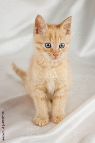 Red kitten on a white background sits.Pet and man's friend 
