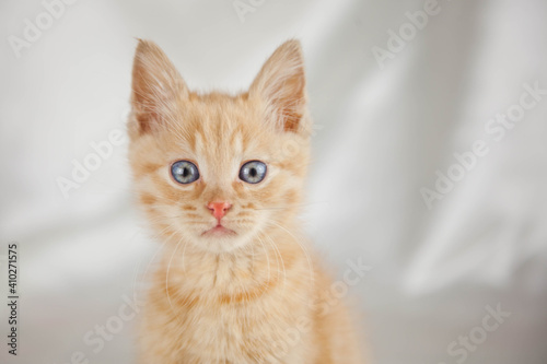 Red kitten on a white background sits.Pet and man s friend 