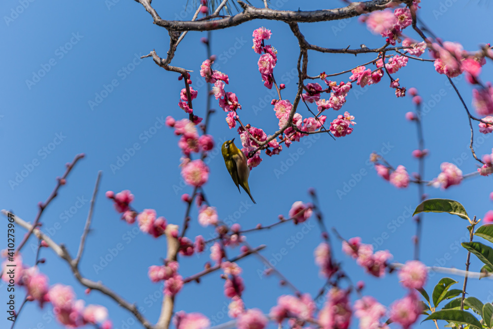 A white-eye(family of birds) perched on a plum tree A white-eye(family of birds) perched on a plum tree