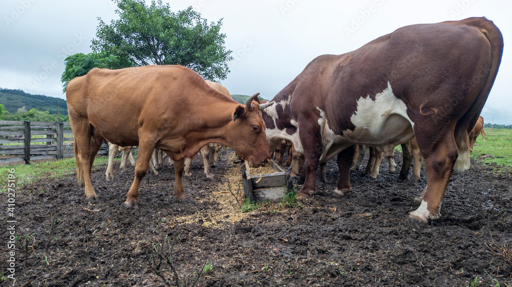 Agribusiness - cattle herd feeding in the trough / feeder, on a farm in southern Brazil