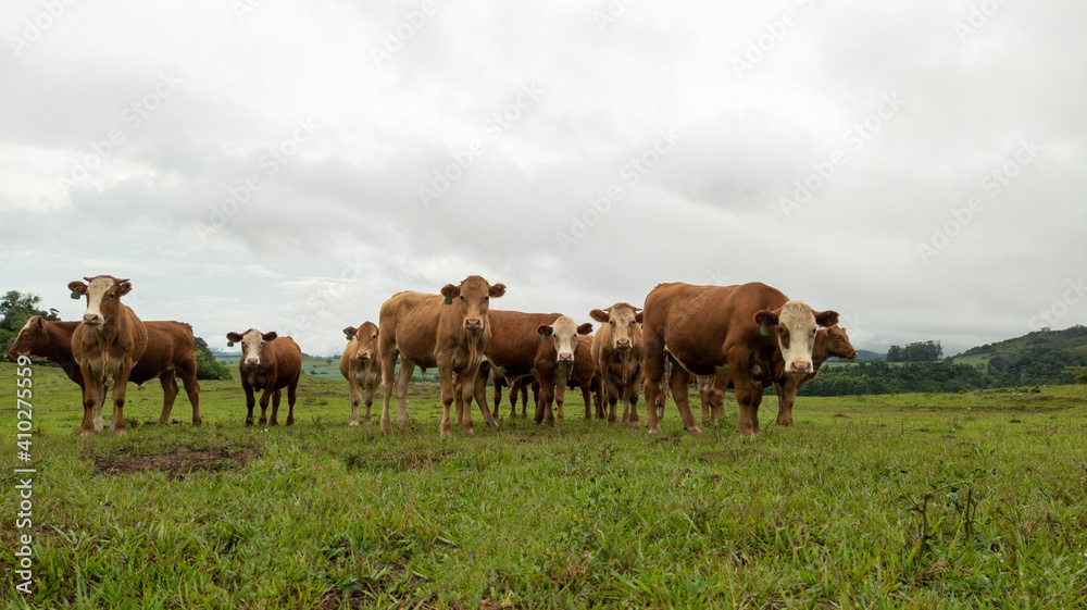 Small herd of cattle on a rural farm
