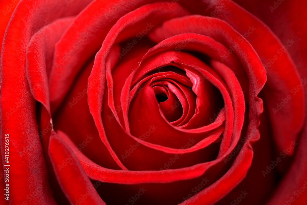 Close up Macro Center of a deep red rose Close up Macro Center of a deep red rose
