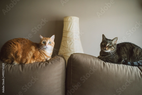Cats relaxing on sofa against wall at home