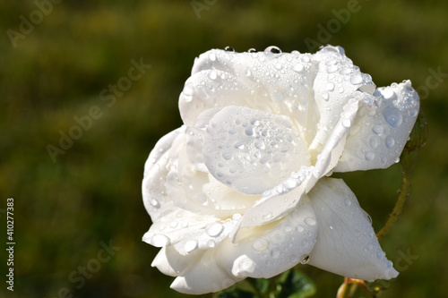 White Rose in the sun covered in rain drops