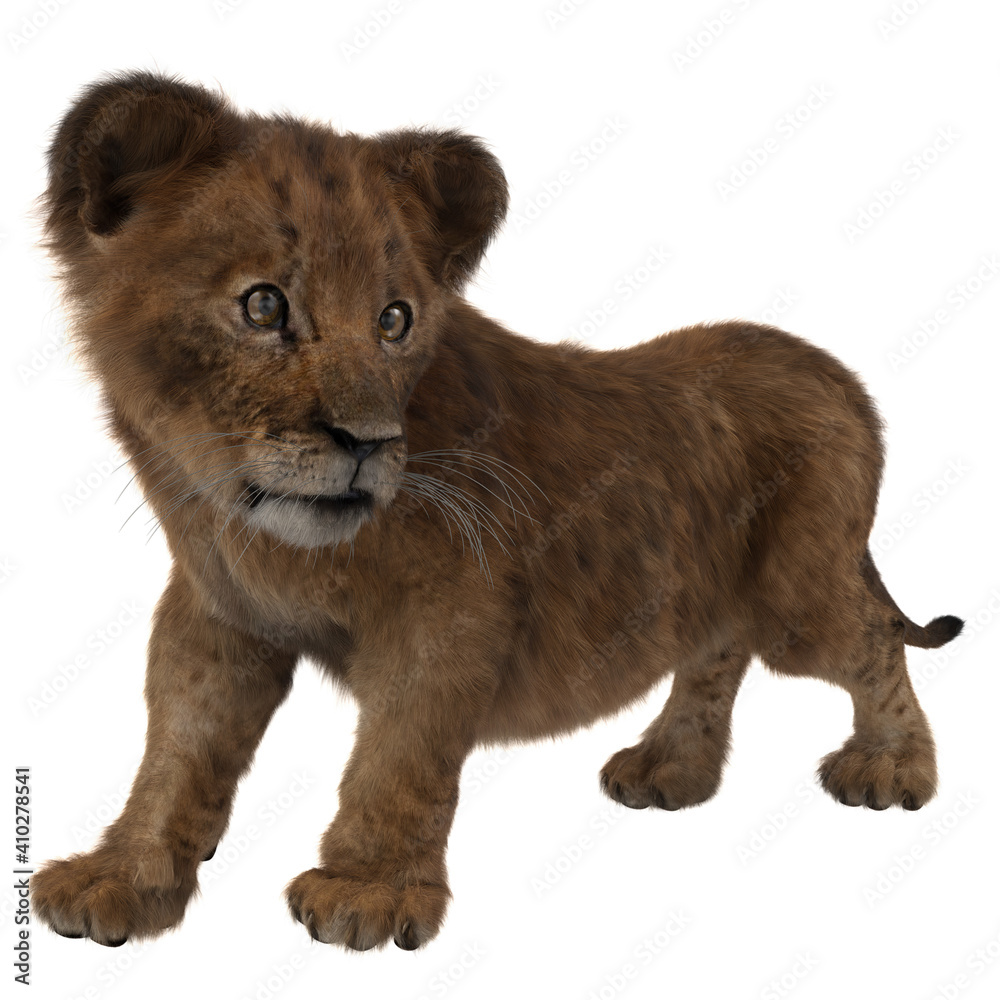 Obraz premium Lion cub standing up and looking to the side.