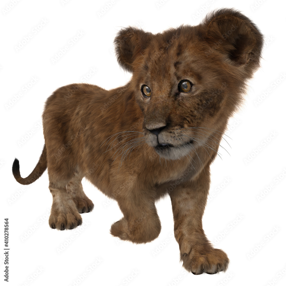 Obraz premium Lion cub walking and looking to the side.