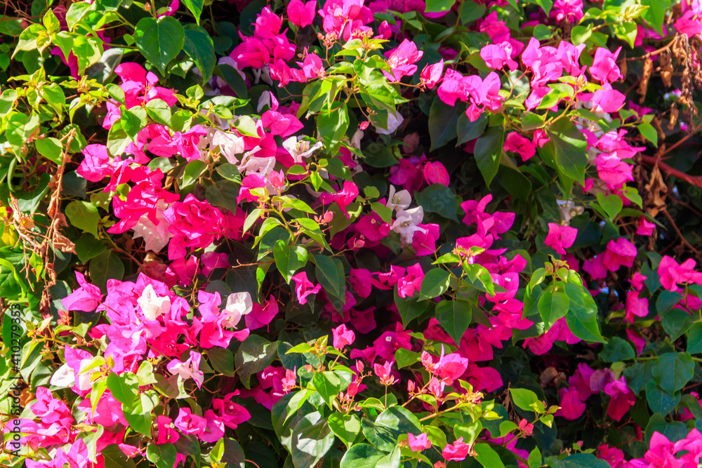 Beautiful blooming bougainvillea in garden Beautiful blooming bougainvillea in garden