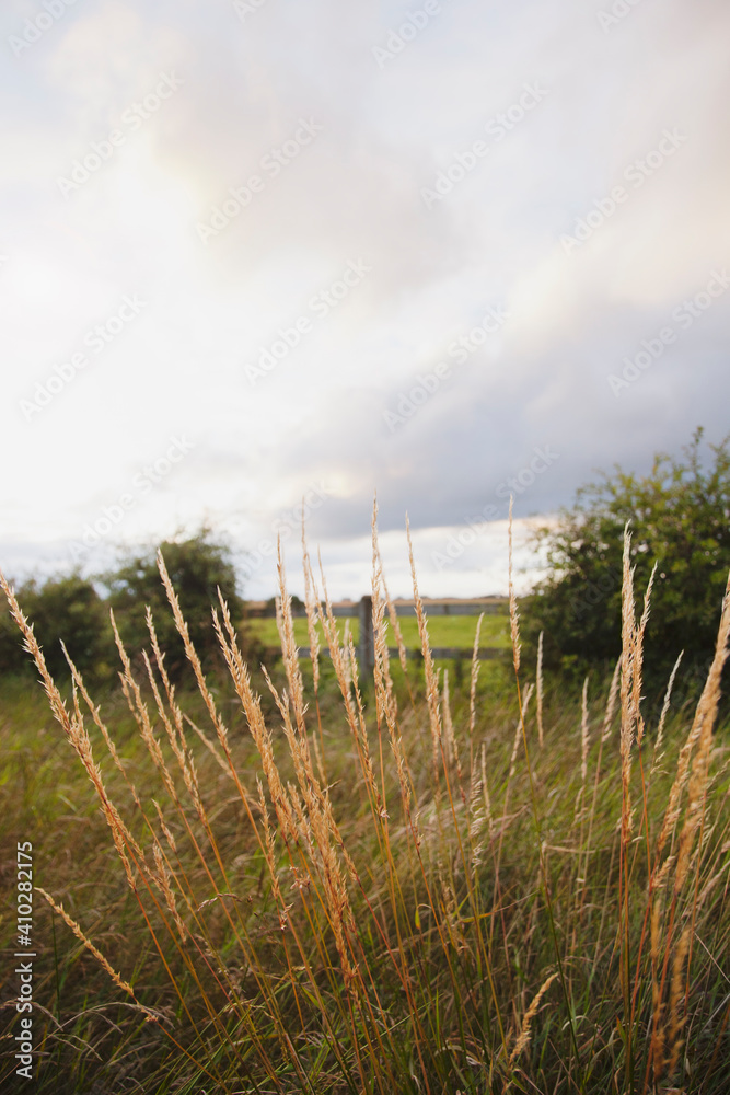 Ireland, County Westmeath, Grass on pasture Ireland, County Westmeath, Grass on pasture