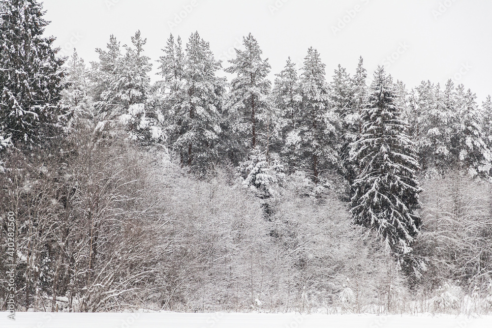Fototapeta premium Winter mixed forest texture background