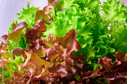 Fresh red and green bunch of lettuce