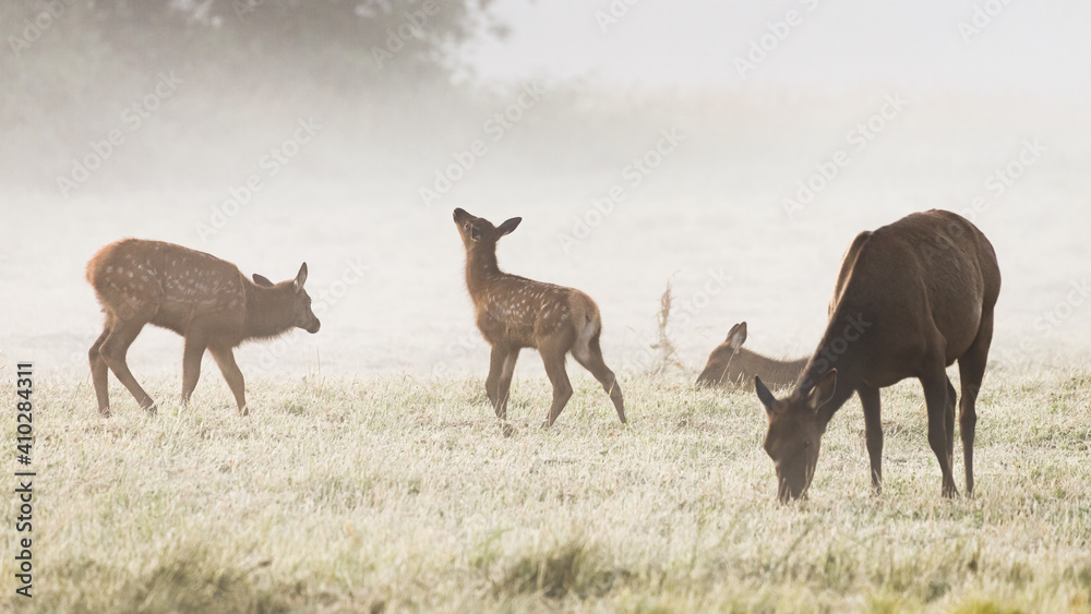 Young elk calf exploring a cold misty morning with its family nearby in the Cascade Mountain foothills at Snoqualmie in Washington State