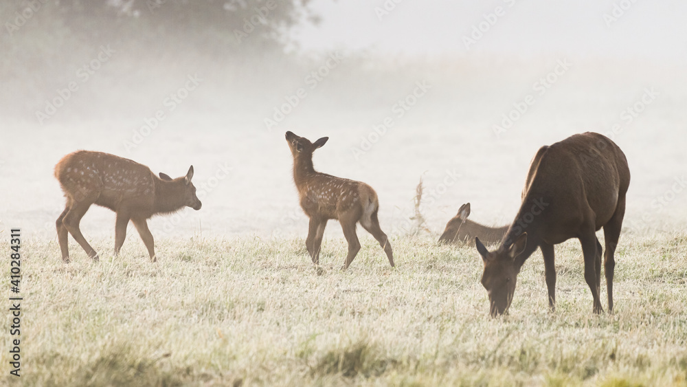 Young elk calf exploring a cold misty morning with its family nearby in the Cascade Mountain foothills at Snoqualmie in Washington State Young elk calf exploring a cold misty morning with its family nearby in the Cascade Mountain foothills at Snoqualmie in Washington State