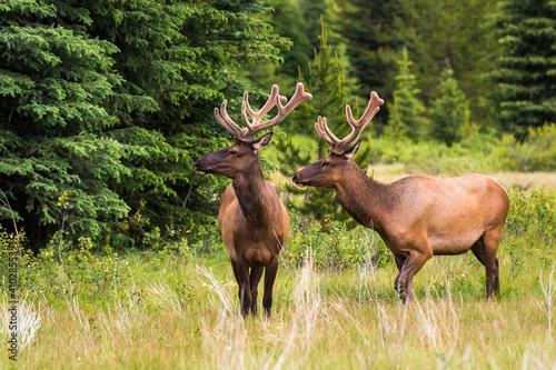 Two young elk bucks with velvet antlers stand in a summer meadow in Banff National Park in the Canadian Rockies