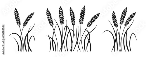 Wheat bunch ears black glyph set. Ripe spikelets wheat collection. Agricultural symbol oat bakery, flour production. Design organic farm elements, organic vegetarian bread packaging beer label vector