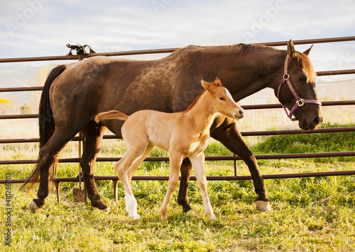 USA, Utah, Lehi, Foal with mother photo