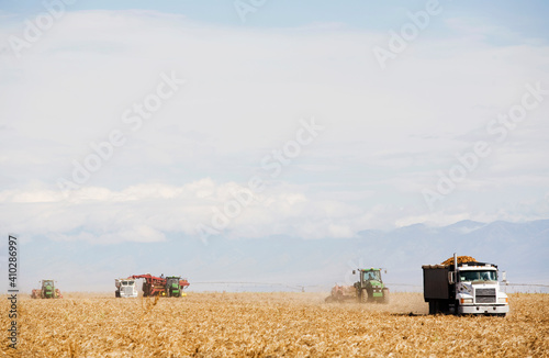 Harvesting potato field