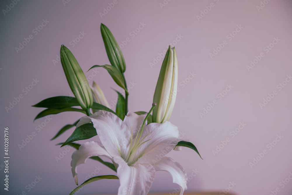 Fototapeta premium アーティスティックなユリ