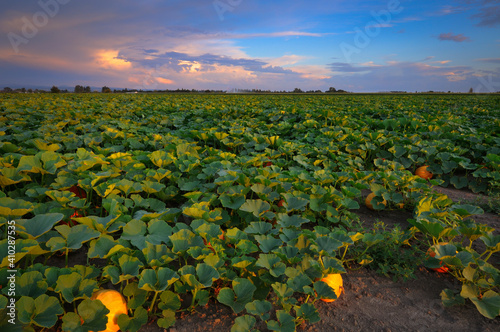 USA, Oregon, Marion County, Pumpkin Patch photo