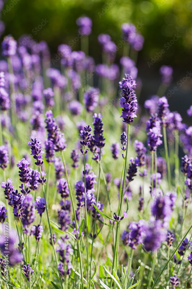 Close-up of lavender flowers Close-up of lavender flowers