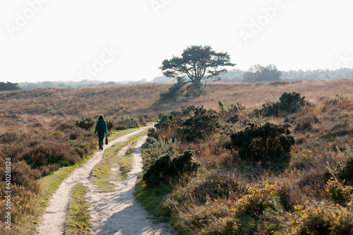 The Netherlands, Veluwezoom, Posbank, Hiker in countryside photo