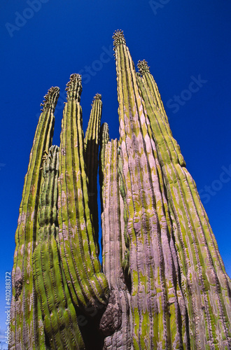 Mexico, Baja California, Cardon Cactus photo