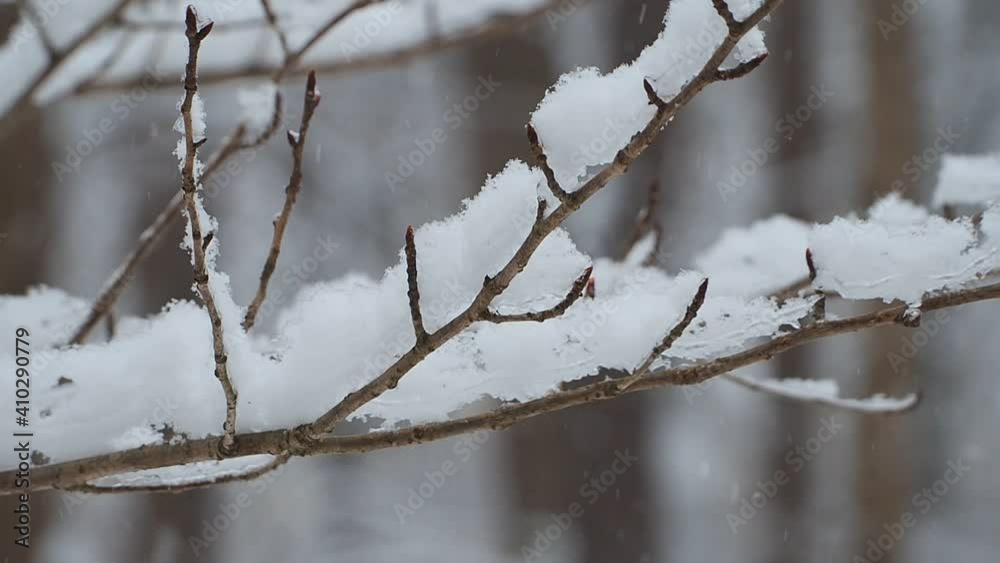 cherry tree branches with snow falling cherry tree branches with snow falling