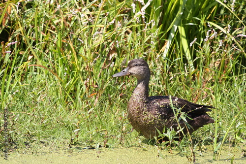 Female Mallard Duck out of the Water