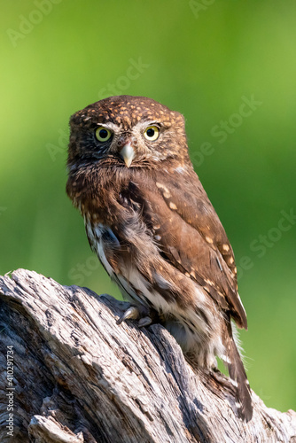 Pygmy owl sitting on a log in a meadow