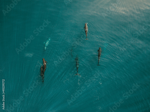 Aerial view of a group of dophins freely swimming in Mediterranean sea off the Spanish coasline, Spain.