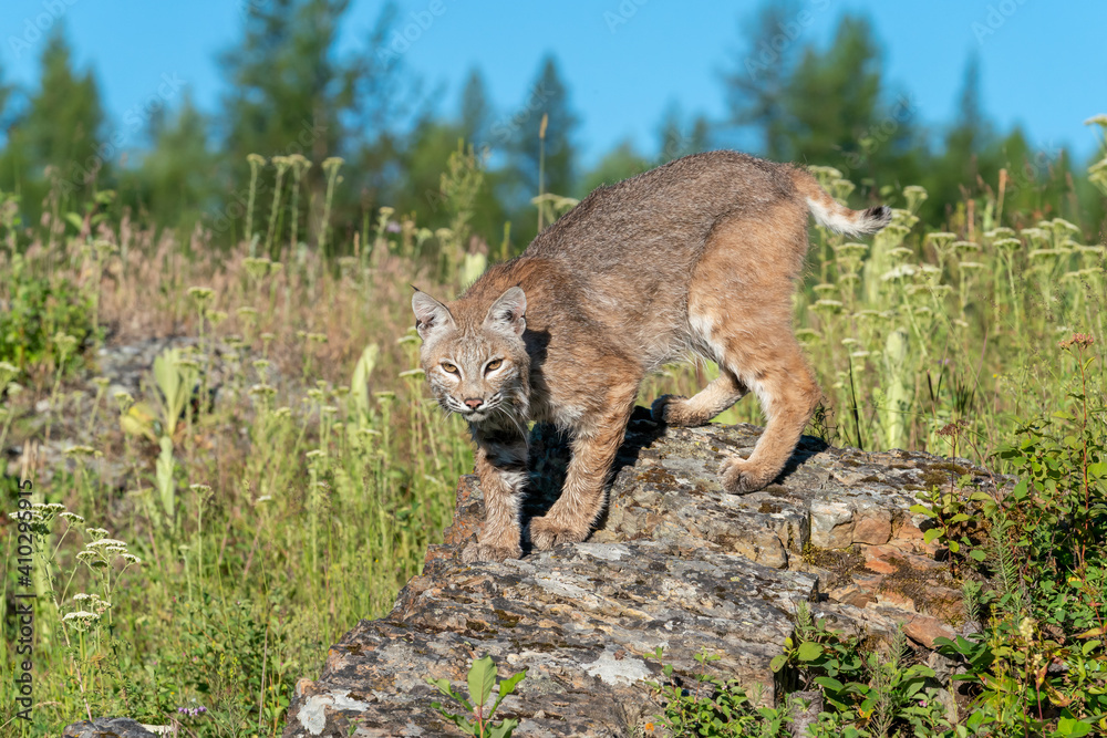 Naklejka premium Juvenile bobcat in the mountains walking on rocks