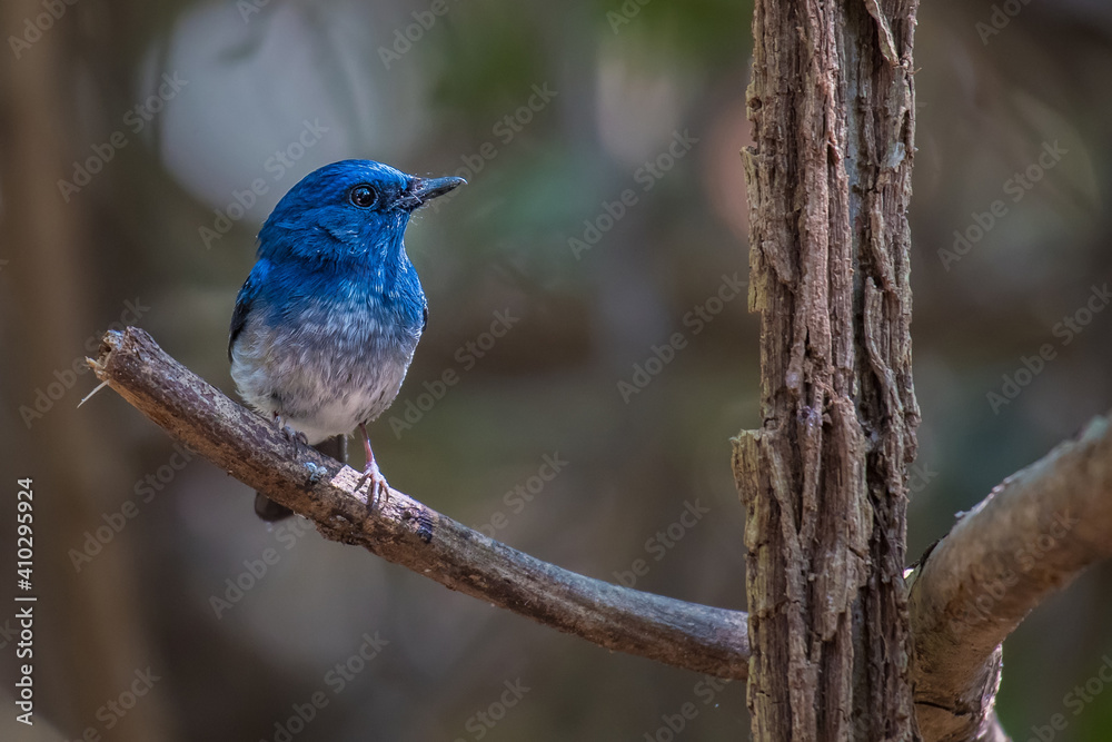 Hainan Blue Flycatcher on branch in nature.