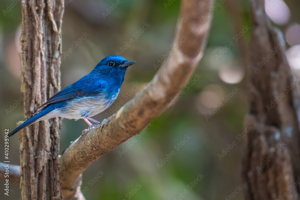Hainan Blue Flycatcher on branch in nature.