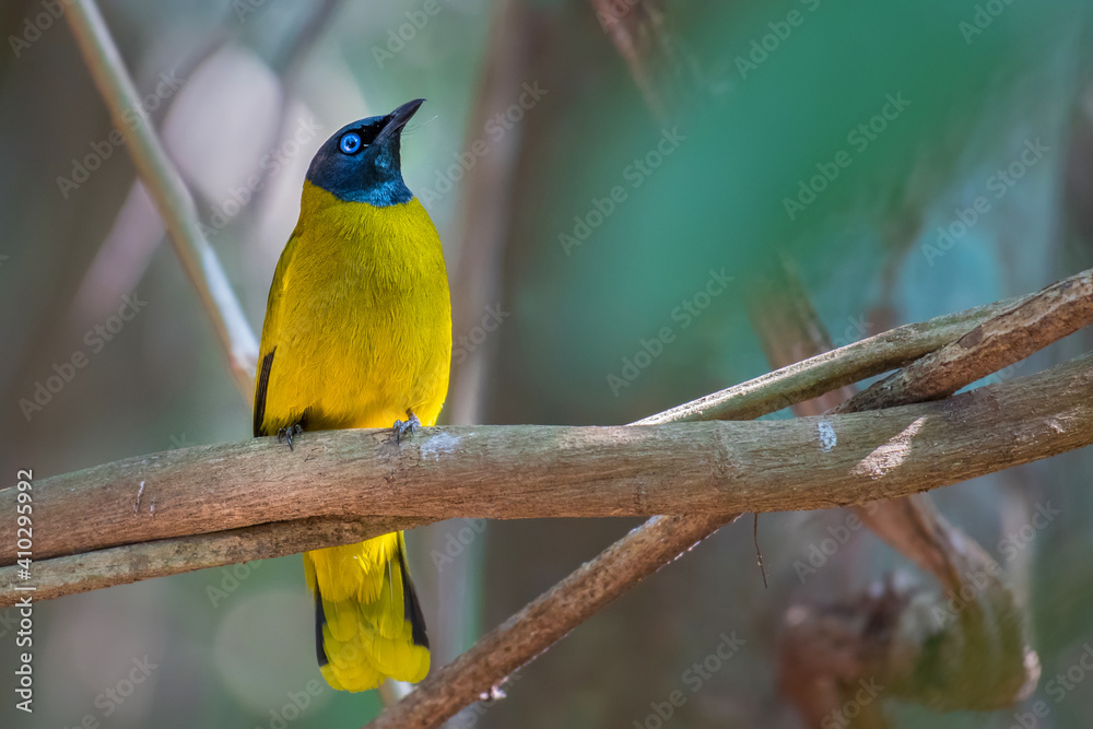Fototapeta premium Black-headed Bulbul on branch in nature