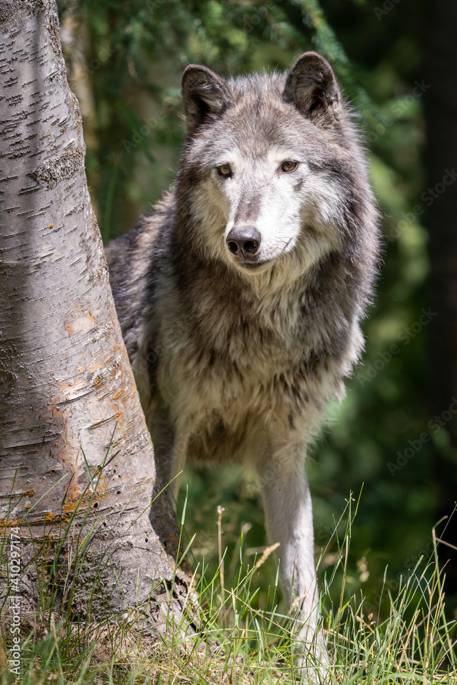 majestic grey wolf looking through the trees in Montana majestic grey wolf looking through the trees in Montana