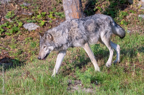 Wolf walking in grass in Montana