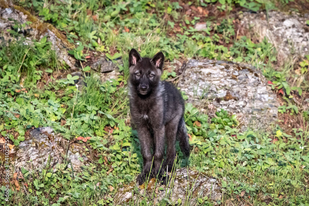Two month old wolf puppy looking at camera Two month old wolf puppy looking at camera