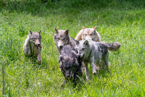 Pack of wolves playing in the grass in Montana