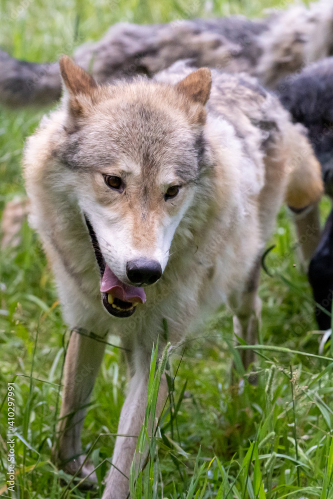 Fototapeta premium Pack of wolves playing in the grass in Montana